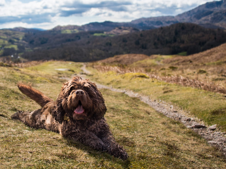 Barney, a brown spaniel, resting on a grassy hillside during a walk