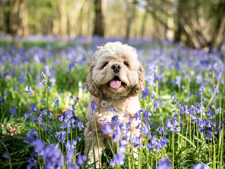 Betty, a golden American cocker spaniel, sitting among bluebells in woodland